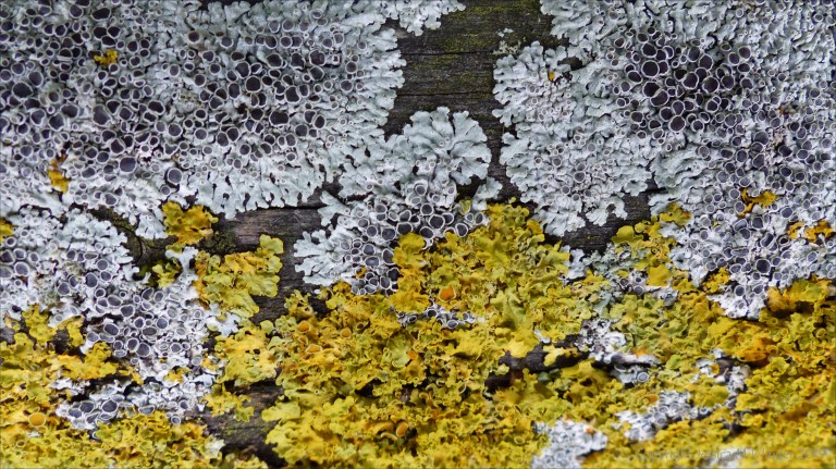 Close-up of lichens growing on wooden fencing