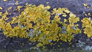 Close-up of lichens growing on wooden fencing