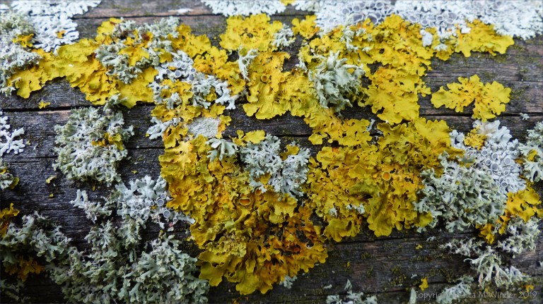 Close-up of lichens growing on wooden fencing