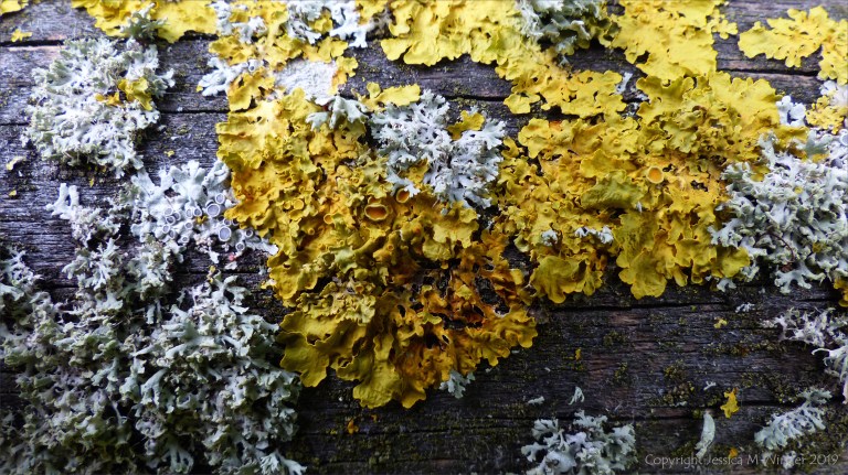 Close-up of lichens growing on wooden fencing