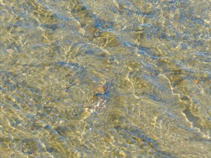 Ripple patterns on shallow water over sand