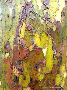Bark colour, pattern and texture