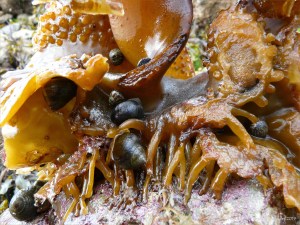 Kelp holdfast woith periwinkles
