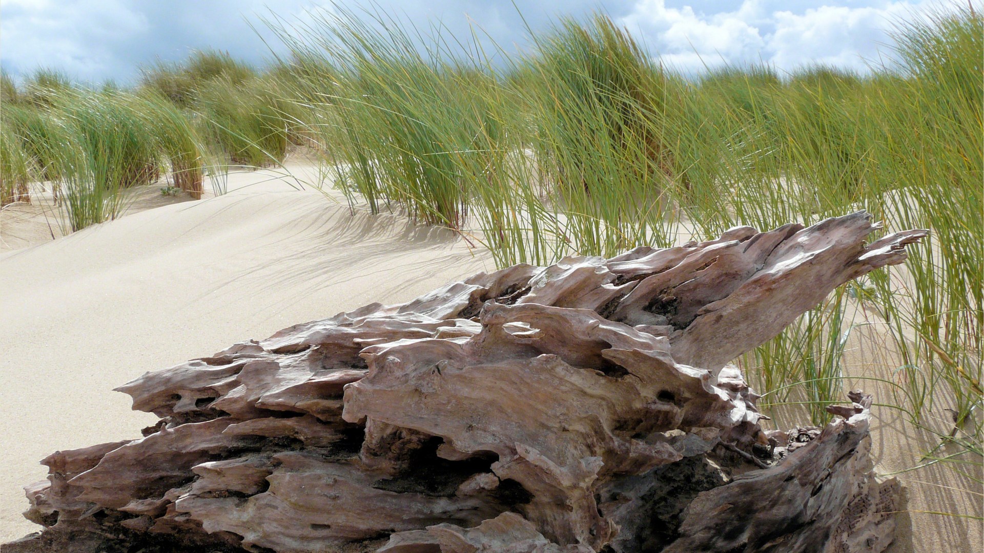 Driftwood on sand with marram grass