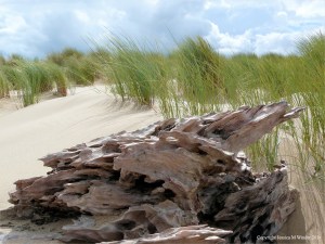 Driftwood on sand with marram grass