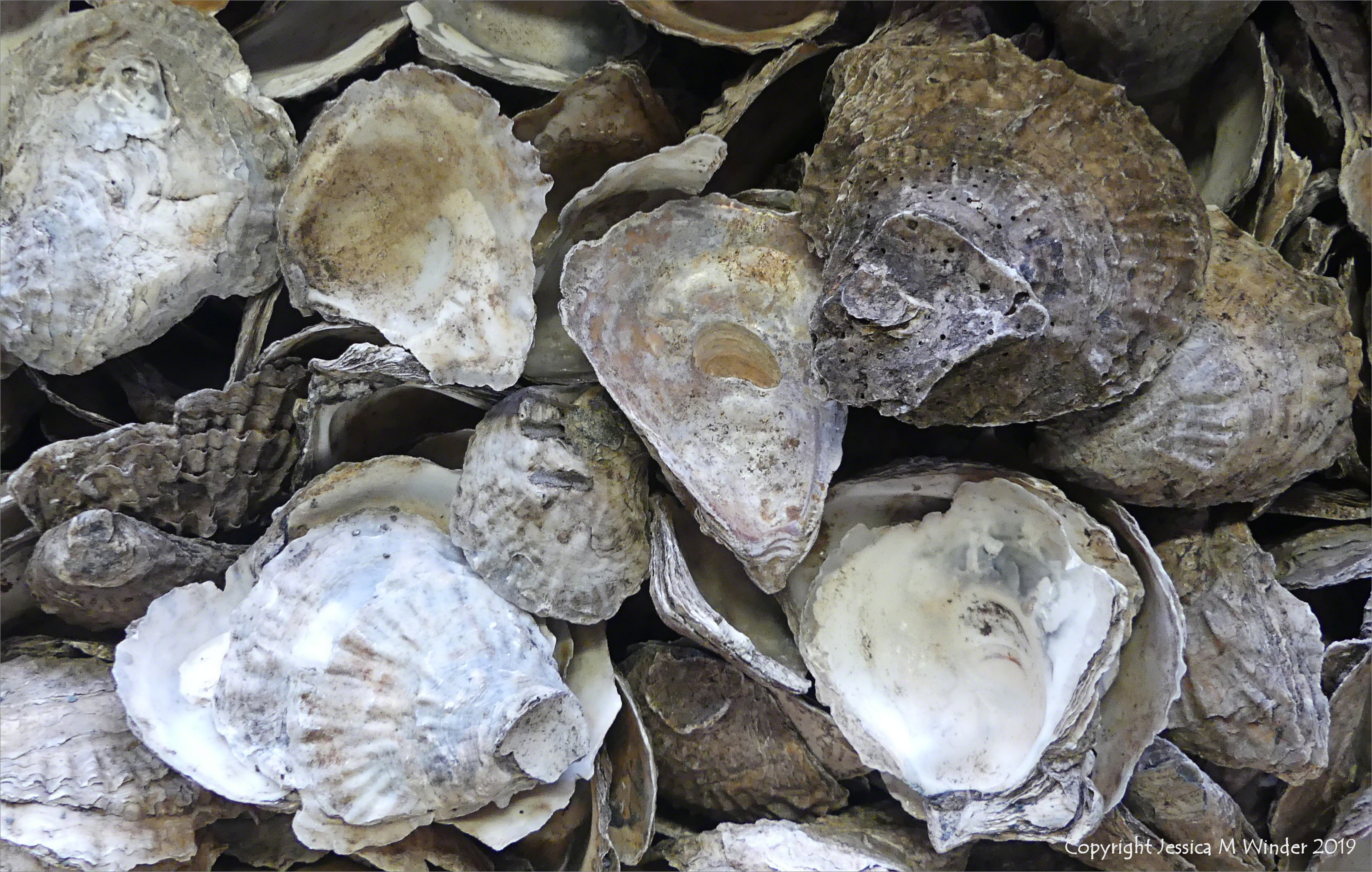 Pyster Shells Scotland Oyster Shells from Archaeological Sites – a brief illustrated guide to ...