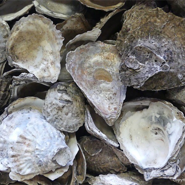 Oyster shells from archaeological excavations