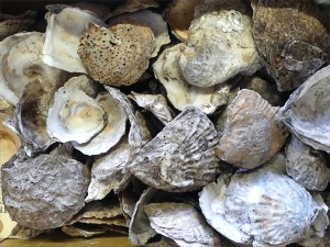 Flat oyster shell left valves from an archaeological excavation