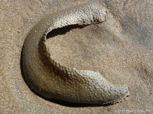 Necklace Shell egg case remnant
