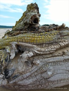 Driftwood