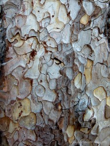 Bark colour, pattern and texture