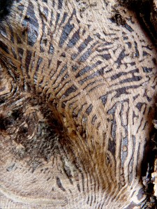 Bark colour, pattern and texture