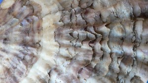 Archaeological oyster shell detail