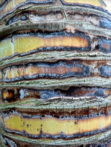 Bark colour, pattern and texture