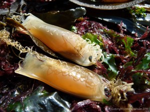 Dog Fish egg cases