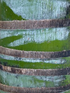Bark colour, pattern and texture