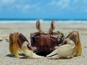 Ghost Crab