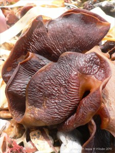 Kelp drying on beach