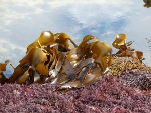 Livng kelp and seaweed at low tide