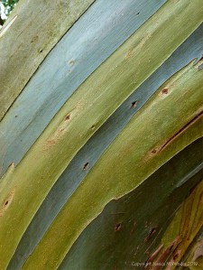 Bark colour, pattern and texture