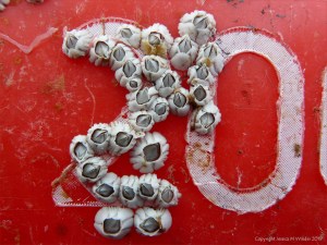 Flotsam on a UK beach
