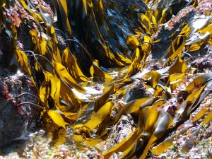 Living kelp at low tide