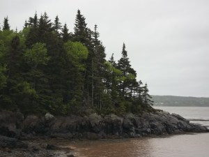 Trees growing on coastal rock at Irving Nature Park in New Brunswick