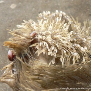 Ventral spines on live heart urchin