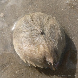 Living 'Sea Potato' sea urchin, Echinocardium cordatum (Pennant), showing upper surface,on the low tide sand at Port Eynon, Gower, South Wales, UK