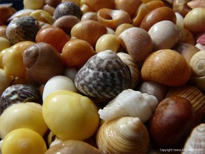 Common British Seashells