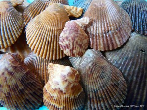 Variegated Scallops