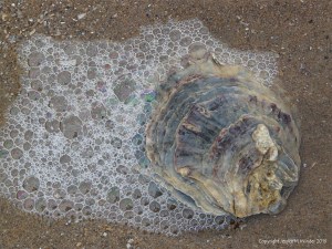 Oyster shell