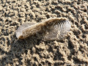 By-the-wind-sailor chitinous float