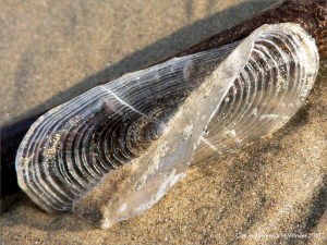 By-the-wind-sailor chitinous float
