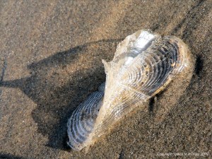 By-the-wind-sailor chitinous float