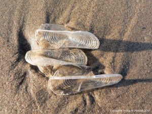 By-the-wind-sailor chitinous floats