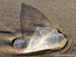 By-the-wind-sailor chitinous float