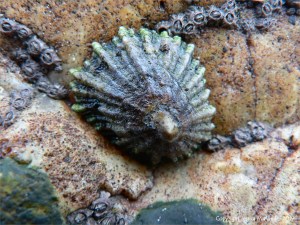 Limpet