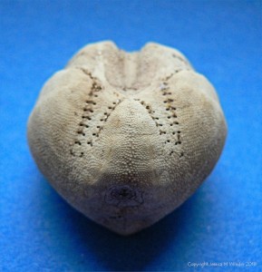 Echinocardium cordatum test