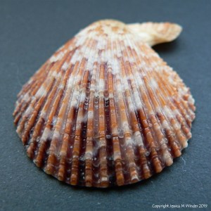 Variegated Scallop