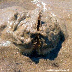 Heart Urchin emerging from sand burrow