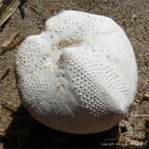 Sea urchin shell lower surface without spines