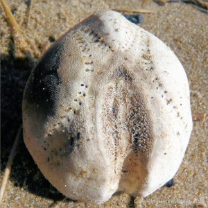 "Sea Potato" sea urchin test without spines: The Heart Urchin known as a Sea Potato, Echinocardium cordatum (Pennant), upper surface of the empty test or shell without spines. Rhossili Bay strandline, Gower, South Wales, U.K.