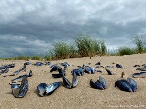 Mussel shells