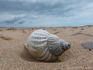Common Whelk Shell