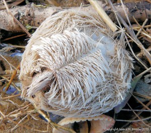 Common British sea urchin: The empty test or shell of the Heart Urchin commonly known as the Sea Potato, Echinocardium cordatum (Pennant), from Whiteford Sands strandline, Gower, South Wales. Under surface with spines still attached