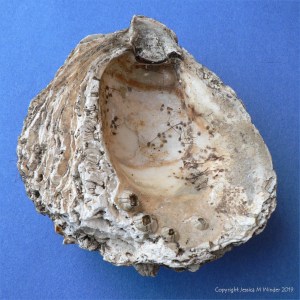 Oyster shell