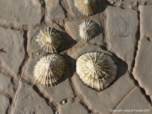 Limpets