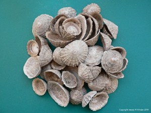 Archaeological limpet shells