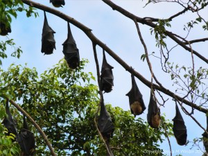 Roosting fruit bats in Queensland